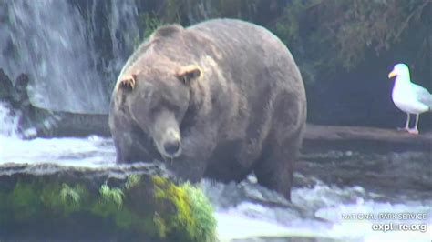 King of Katmai | Katmai, Katmai national park, Bear