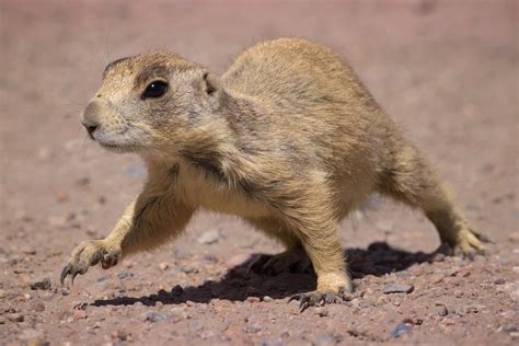 Utah Prairie Dog | Not an easy task to capture them in full … | Flickr