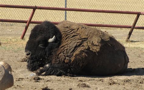 Wright Park Zoo - Dodge City, Kansas