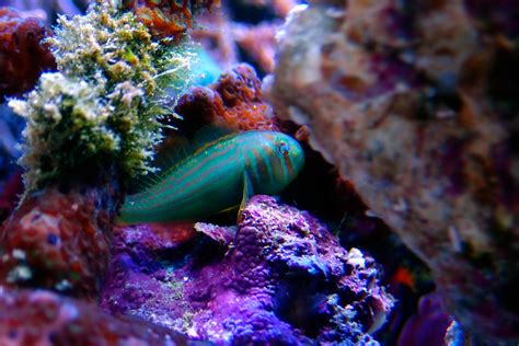 4 Fun Facts about Gobies! - Underwater360