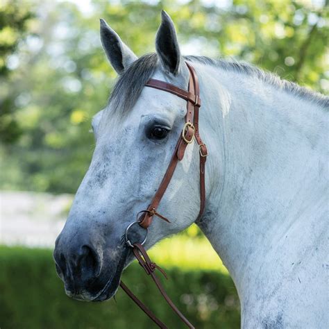 Billy Royal® Draft Horse Harness Leather Headstall | Schneiders Saddlery