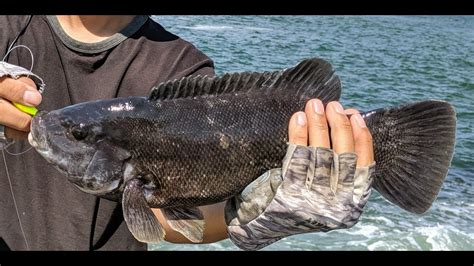 Tautog (Blackfish) Fishing - Jig or Rig?? NJ Party Boat Fishing 2019 ...