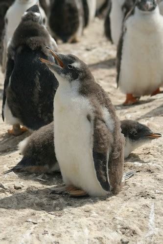 Gentoo Penguin Chicks | Chris Pearson | Flickr