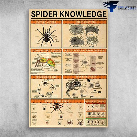 Spider Anatomy Drawing