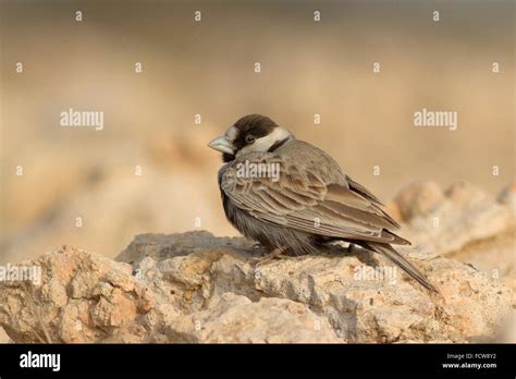 Black-crowned Sparrow-Lark (Eremopterix nigriceps) at Netsi, Rajasthan, India Stock Photo - Alamy