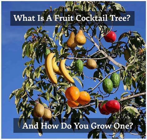 What Is A Fruit Cocktail Tree? (AND HOW DO YOU GROW ONE)