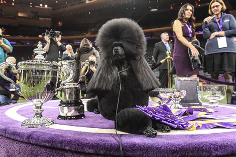 Who Won the 2020 Westminster Dog Show's Best in Show? Meet the Poodle ...