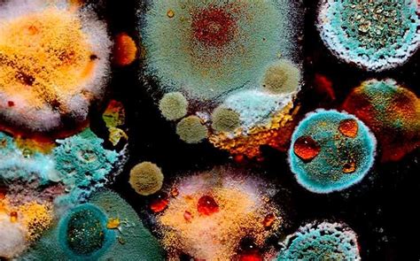 Mold Colors: What They Mean & How to Identify Dangerous Ones | Decay art, Growth and decay ...