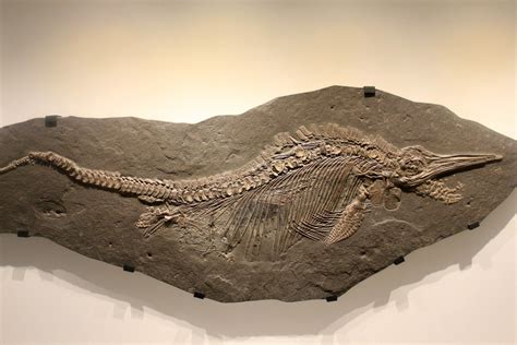 Ichthyosaur Fossils For Sale - FossilEra.com