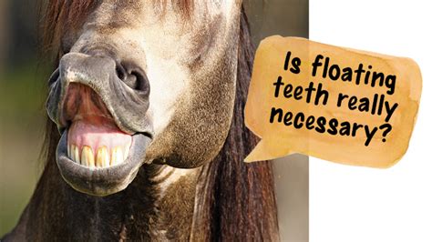 Floating: Is it Really Necessary for my Horse's Teeth?