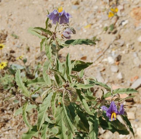 Plantas: Beleza e Diversidade: Solanum elaeagnifolium