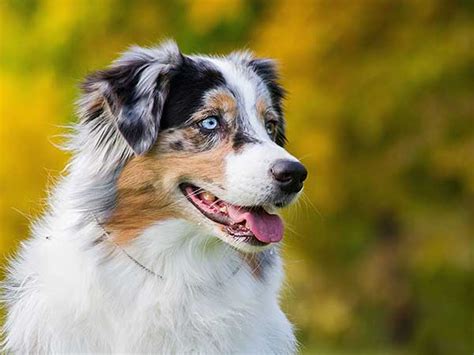 Australian Shepherd Training: Get Ready to See Results