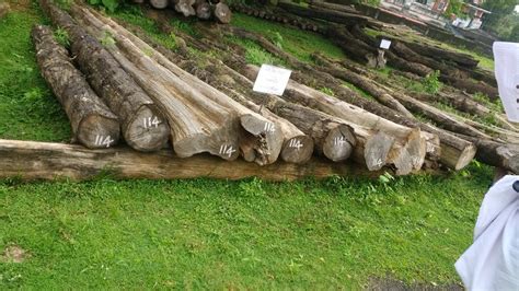 Plantation Teak Wood at Rs 2000/cubic feet | plantation teak wood logs ...