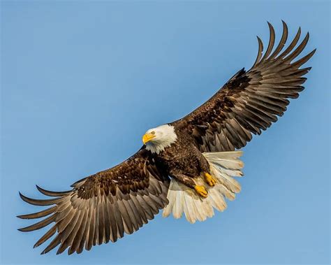 11 Largest Birds Of North America