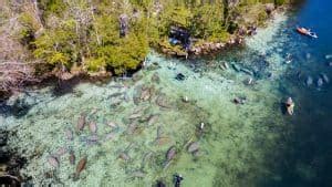 9 Best Places To Kayak With Manatees In Florida - Florida Trippers