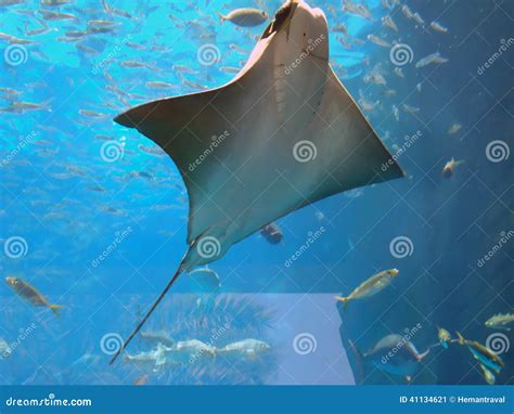 Stingray stock image. Image of graceful, diving, predator - 41134621