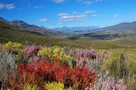 fynbos (indigenous wild flowers and scrub) found in the Western Cape of ...