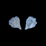 Baby Blue Petal Studs – Anabela Chan Joaillerie