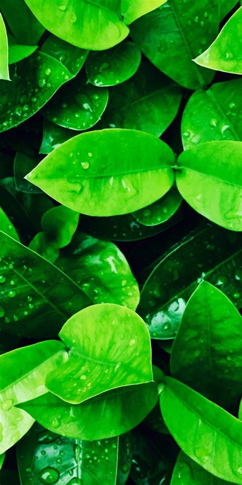 Green leaves [iPhone X] | Leaves wallpaper iphone, Green leaf wallpaper ...