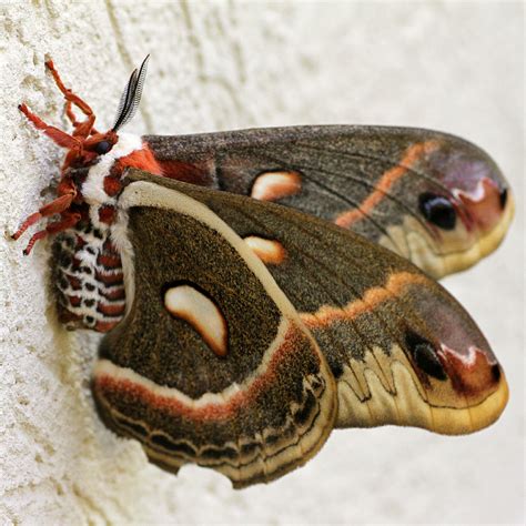 Giant Silkworm Moth 063 Photograph by Mark J Seefeldt