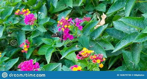 Colorful Lantana Flowers with a Butterfly Stock Photo - Image of colorful, nector: 163679738