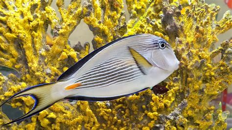 Sohal Tang Surgeonfish Free Stock Photo - Public Domain Pictures