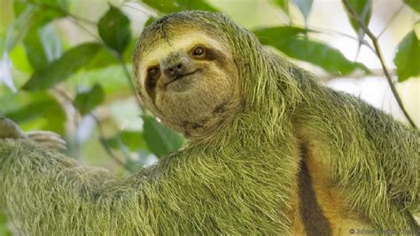 Sloths, moths and algae team up together..., really?... Why did the three-toed sloth leave the ...