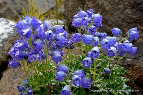 Trekking and Photography in the Himalaya: Ladakh Flora I