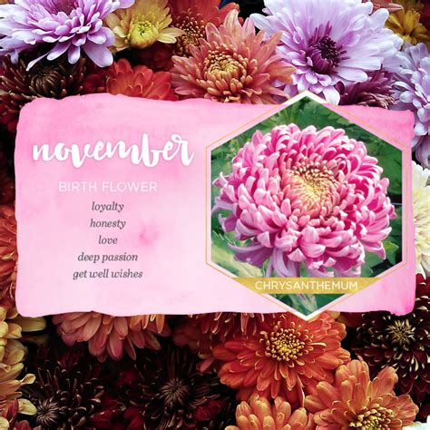 Happy birthday to our November babies! The birth flower for the month of November is the ...