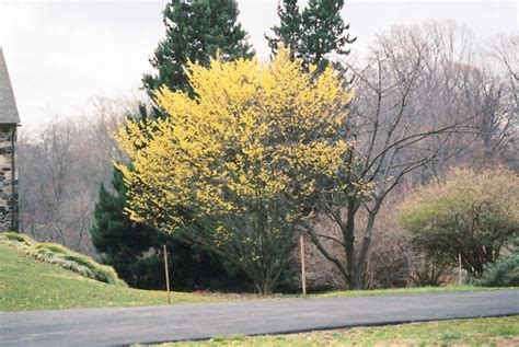 Arnold Promise Witchhazel (Hamamelis x intermedia 'Arnold Promise') in ...