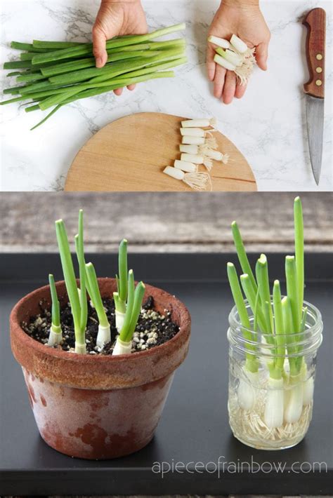 Regrow Green Onions / Scallions from Kitchen Scraps: 2 ways! - A Piece Of Rainbow