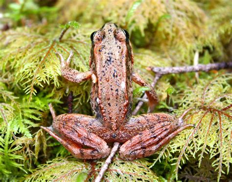 Northern Red-legged Frog – Salt Spring Conservancy