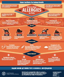 Allergies in Pets Infographic - Just Released | Cornell University College of Veterinary Medicine