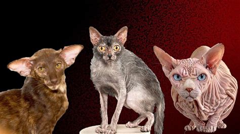 The Ugliest Cat Breeds. Here Scientists Have Definitely Messed Up ...