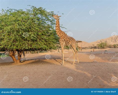 Beautiful Wild Animal Tall Giraffe in Al Ain Zoo Safari Park, United Arab Emirates Stock Photo ...