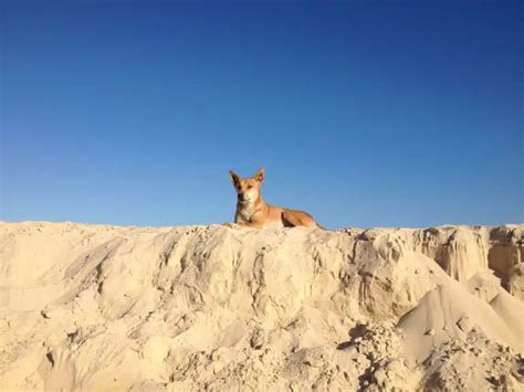 K’gari (Fraser Island) wildlife - The stunning animals that call K’gari home - Drop Bear's K ...