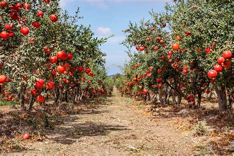 The Best Methods to Propagate Pomegranate Trees