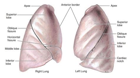 The Lungs - Anatomy of the Respiratory System