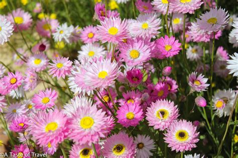 Wildflowers of the West | Australian wildflowers, Wild flowers, Kings park