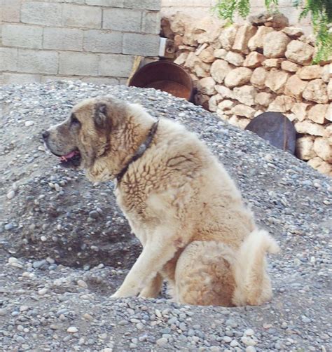 Pictures — Boz Shepherd Dog Breeders Association TBBA Turkish Boz Shepherd Working Family ...