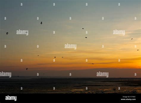 Birds over sunset sky Stock Photo - Alamy