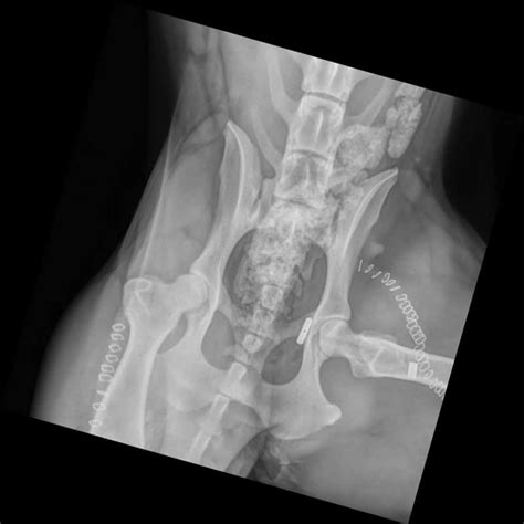 Hip Surgery- Armstrong Pet Hospital - for cats, dogs, pets, animals