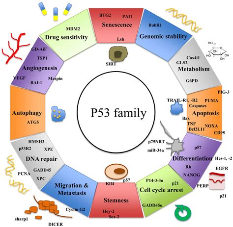 Frontiers | p53 Family and Cellular Stress Responses in Cancer | Oncology