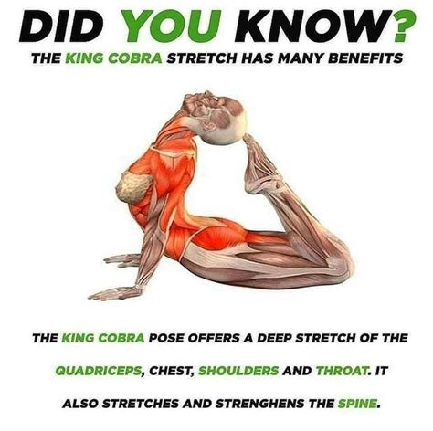 on Instagram: “Did you know ?🧐 . . Benefits of Cobra Pose: . Stretches ...