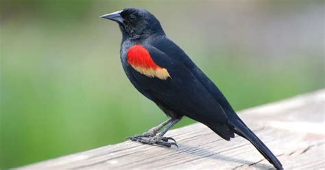 Red-Winged Blackbird Behavior - AnimalBehaviorCorner