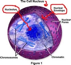 Nucleus,Nuclear Envelope and Nucleolus - Biology of Cells