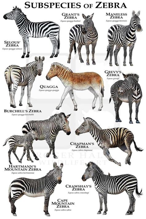 More Zebras species? Can someone make more zebra species please? I would like to have some more ...