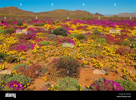 Flowers after heavy rainfall in the Succulent Karoo, Namaqualand Stock ...