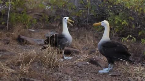 Albatross mating dance (sound on) in 2020 | Animals, Animal lover, Cat day