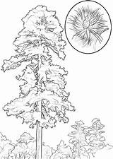 Pine coloring pages To Download And Print For Free sketch template